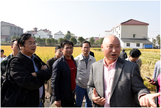 杭州种业集团水稻高产攻关亩产突破千公斤3.png