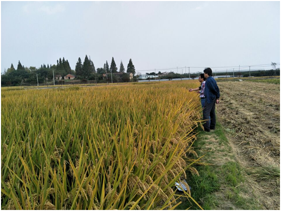 杭州市种子总站检查集团公司储备种子生产基地2.png