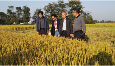 杭州市种子总站检查集团公司储备种子生产基地