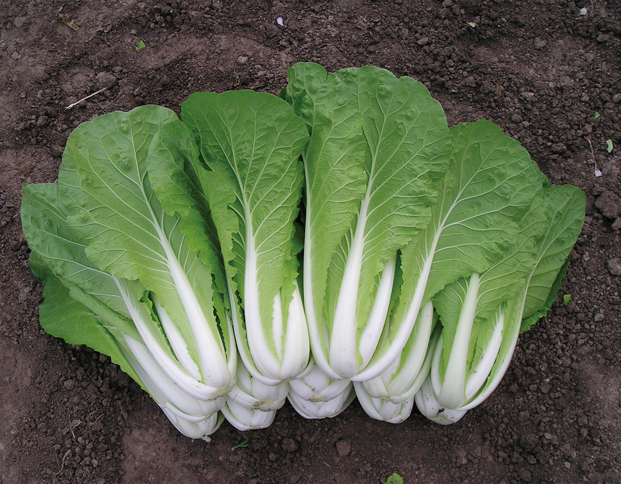 09-05 14:01浏览次数:4641详细说明特征特性:新一代小白菜专用品种