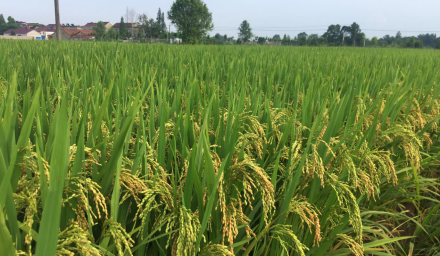 早稻家族再添超级稻品种---‘中组143’