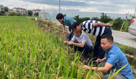杭州种业集团早稻良种良法守住粮食安全“压舱石”