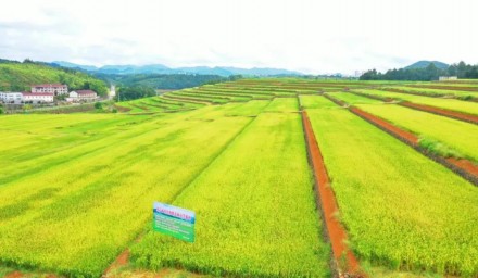 全省节水抗旱稻培训班观摩杭州种业集团高产高效示范现场