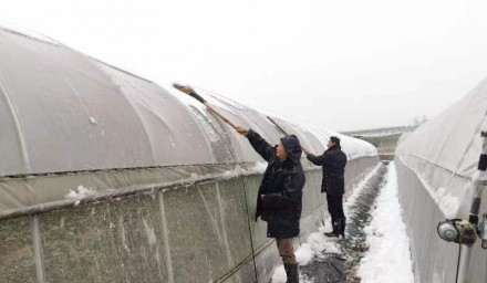 控疫情保生产 ｜杭州种业集团“疫”路前行  凝聚组织力量浴“雪”奋战全力保障供生产