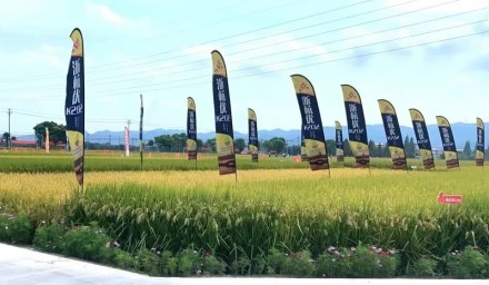 献礼二十大 | 杭州种业集团水稻育种创新取得突破性成绩