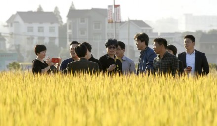 献礼二十大 | 杭州种业集团:让老百姓拎好“菜篮子”装满“米袋子”