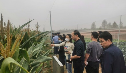 杭州种业集团召开全省鲜食玉米品种秋季现场观摩会